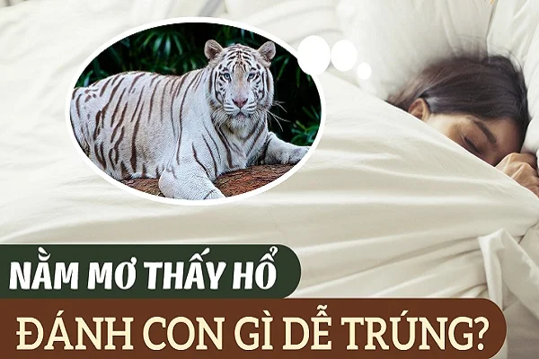 Nằm mơ thấy cọp đánh số mấy - Điềm báo của giấc mơ thấy cọp là gì?