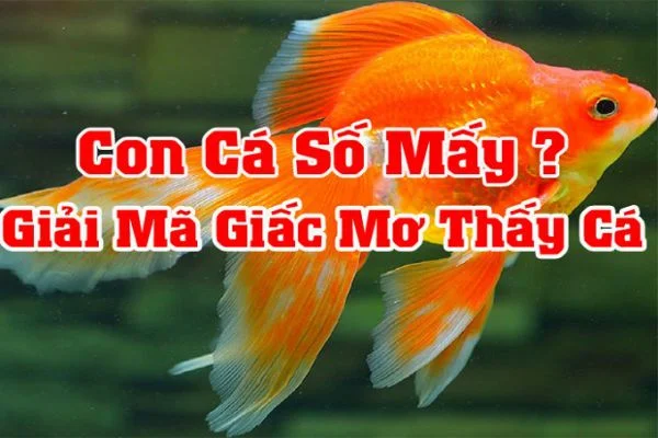 Tìm hiểu về nằm mơ thấy cá đánh số mấy