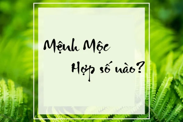 Tìm hiểu thông tin về mệnh mộc hợp số nào?