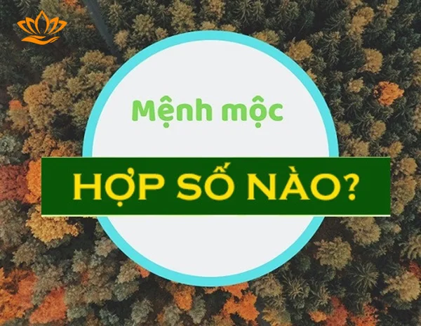 Tìm hiểu thông tin về người mệnh mộc hợp số nào?