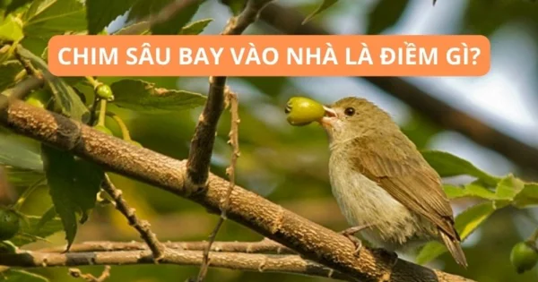 Chim sâu bay vào nhà có ý nghĩa gì?