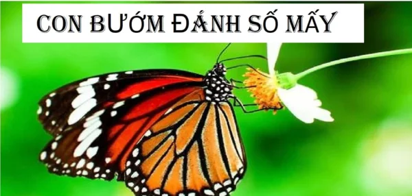 Đáp án nằm mơ thấy bướm số đề gì xem tại đây