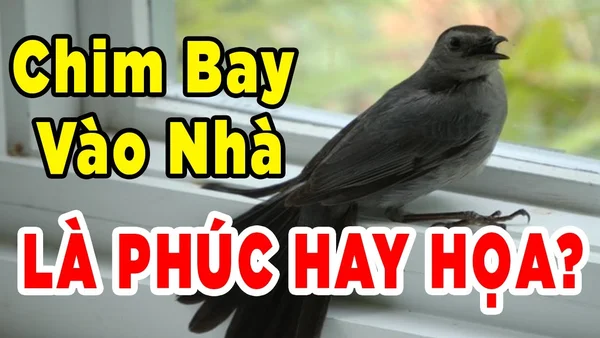 Con số may mắn - Mơ thấy chim bay vào nhà đánh con gì