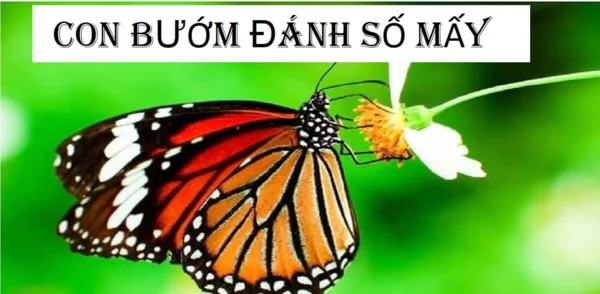 Giải mã cho giấc mơ thấy bươm bướm