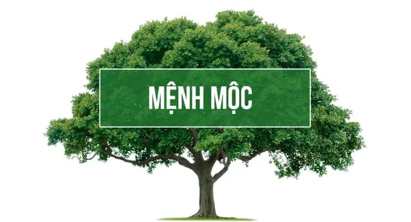 Ý nghĩa con số hợp với mệnh Mộc