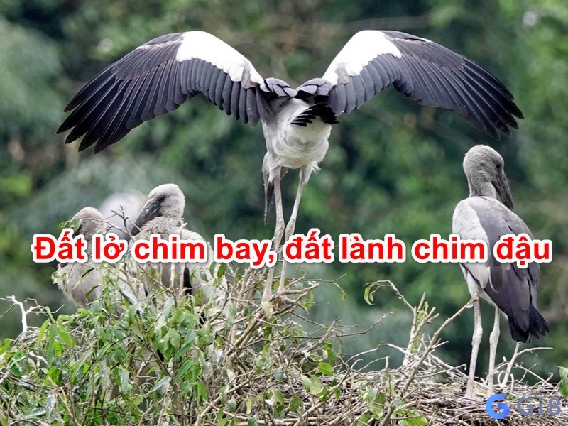 Chim bay vào người là điềm tốt