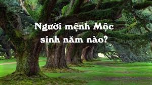 Mệnh mộc sinh năm bao nhiêu? Cùng gi8 tìm hiểu về mệnh mộc