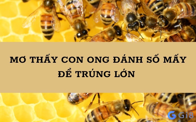 con ong đánh số mấy