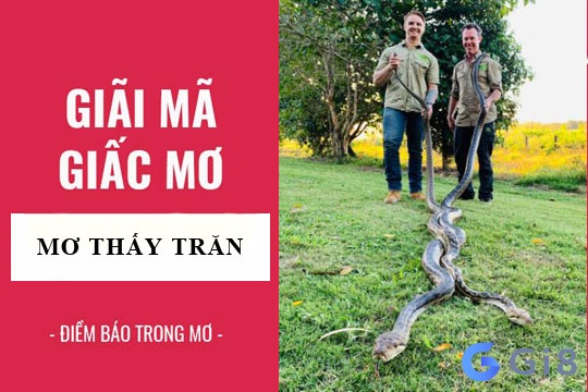 Giải mã những giấc mơ về con trăn