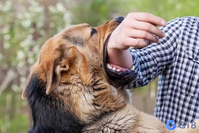 nằm mơ thấy con chó đánh số mấy