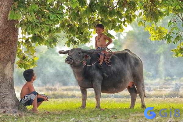 Nằm mơ thấy mình đang cưỡi trâu