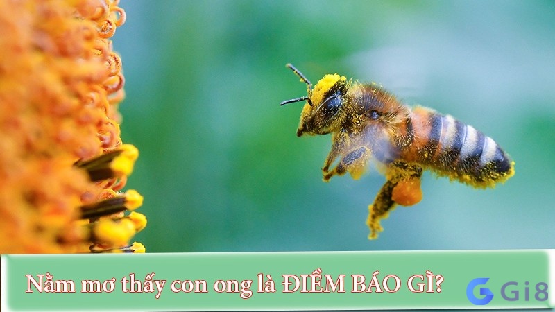 Giải mã điềm báo giấc mơ thấy ong