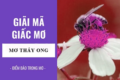 Mơ thấy ong vò vẽ đánh con gì? Con số may mắn 43 – 63 -83