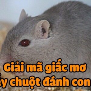 Chiêm bao thấy chuột là điềm báo gì? Nên đánh con gì?