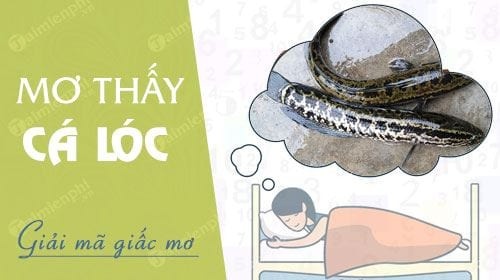 Chiêm bao thấy cá lóc điềm gì? Con số may mắn là bao nhiêu ?