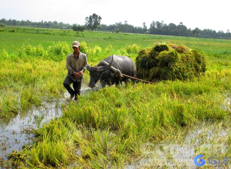 Mơ thấy trâu cày ruộng đánh đề con gì may mắn và dễ trúng nhất?