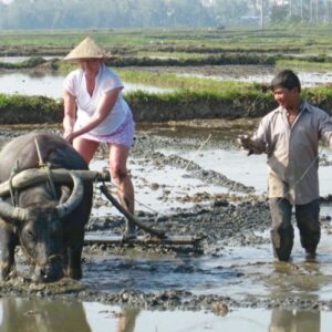 Mơ thấy trâu cày ruộng đánh đề con gì và 5+ giấc mơ thấy trâu