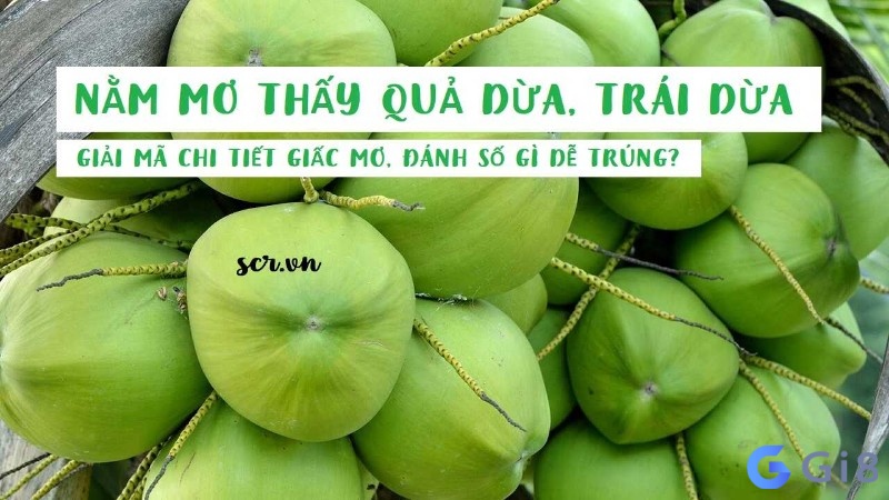 Khám phá mơ thấy quả dừa đánh con gì cùng Gi88 nhé!