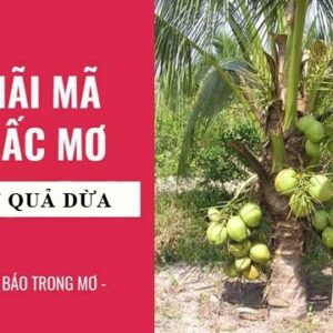 Mơ thấy quả dừa đánh con gì? Giải mã giấc mơ quả dừa chi tiết