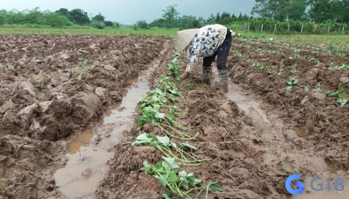 Mơ thấy trồng khoai lang là dấu hiệu không tốt