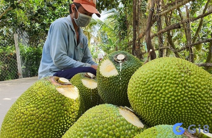 Nằm mơ thấy mít chín được mua về nhà? 