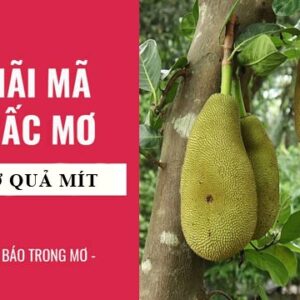 Nằm mơ thấy mít chín báo điềm gì? Cùng Gi8 tìm số đổi đời