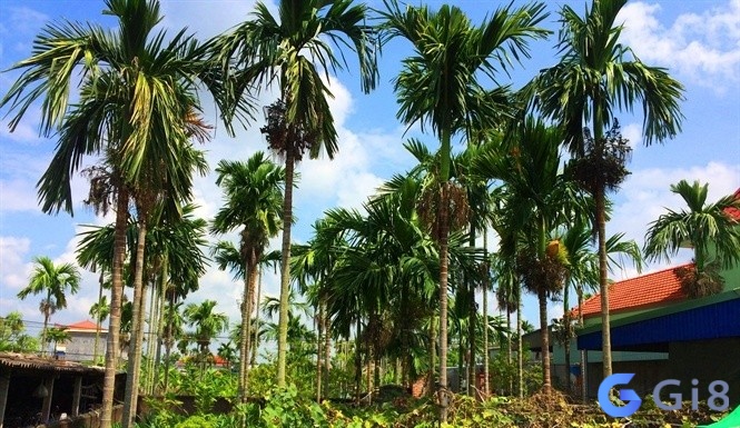 Ngủ mơ thấy cây cau dự báo những điềm báo gì, đánh con lô nào may mắn tương ứng với giấc mộng?