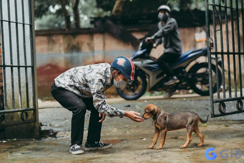 Mơ thấy ai đó ăn trộm chó mang đến một thời điểm tốt để thực hiện các kế hoạch