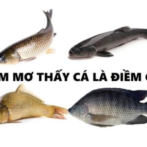 Nam mo thay cá đánh số gì? Giải đáp giấc mơ về cá