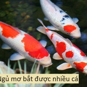 Ngủ mơ bắt được nhiều cá: Giải mã điềm báo cùng gi8