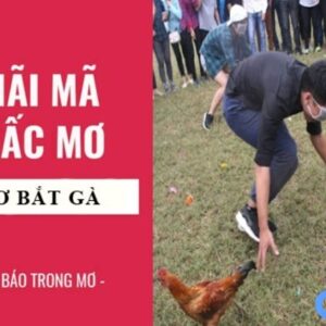 Mơ bắt được gà đánh con gì? Điềm báo ý nghĩa giấc mơ