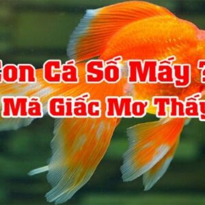 Nam mo thay ca đánh con gì? Bí mật giải mã giấc mơ về cá