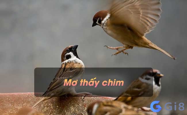 Giải mã giấc ngủ nằm mơ thấy con chim đánh đề con gì