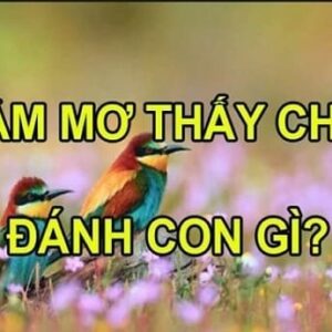 Mơ thấy con chim đánh đề con gì? Mộng thấy chim hên hay xui