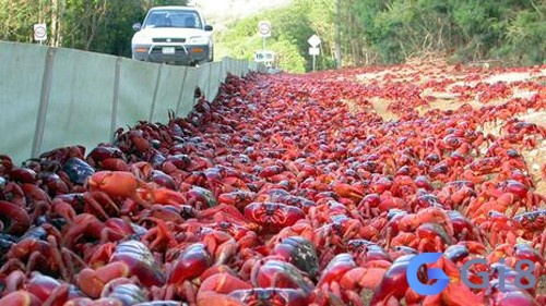 Mơ thấy cua màu đỏ nhắc nhở bạn nên cẩn trọng trong các mối quan hệ