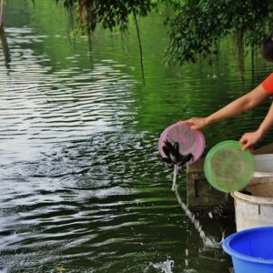 Mơ thấy thả cá - phóng sinh cá có điềm gì, đánh số mấy?